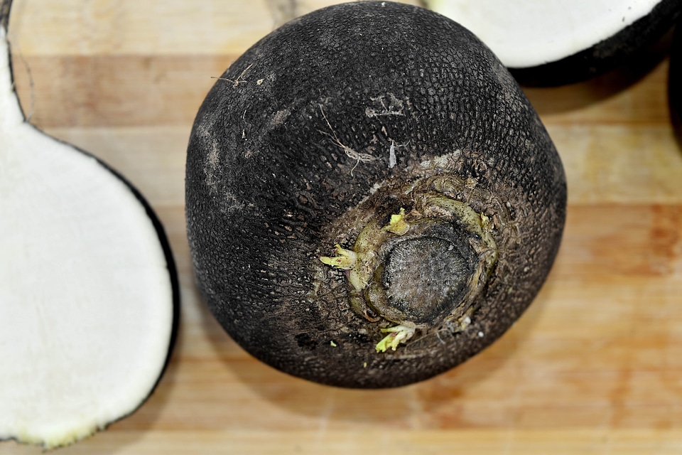 Agriculture produce radish