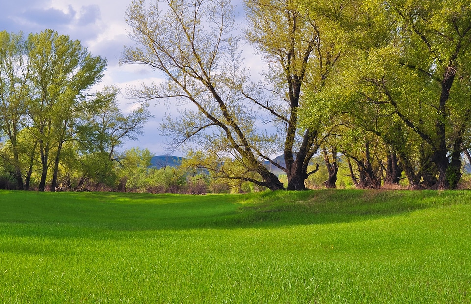 Summer meadow environment