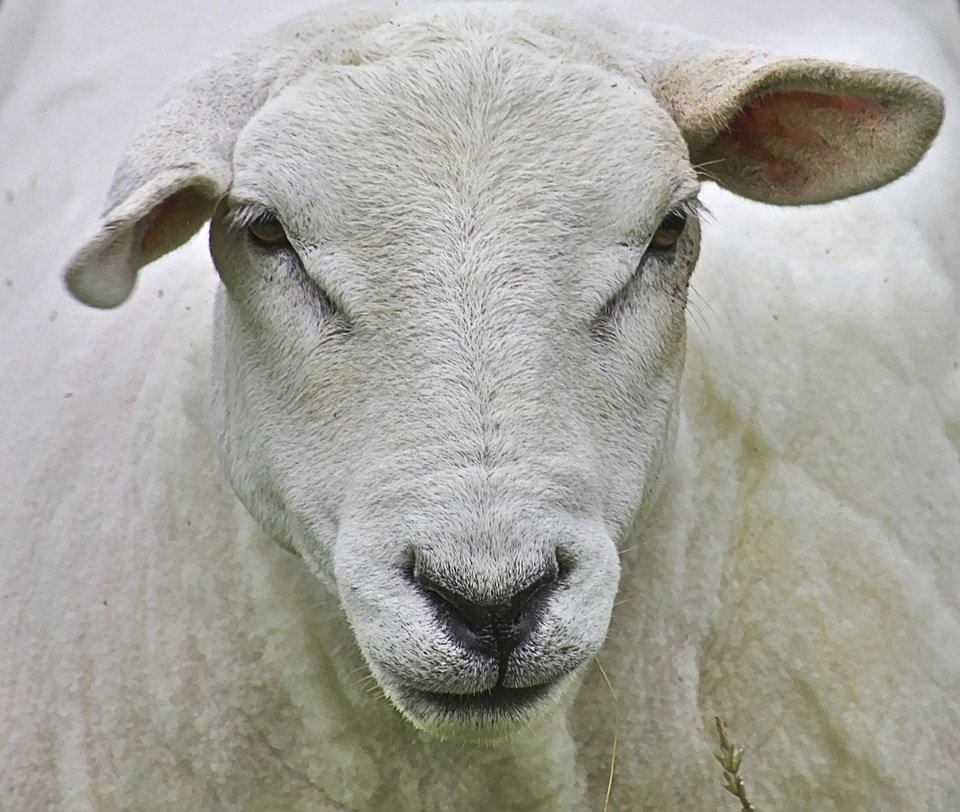 Head white livestock