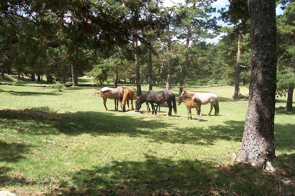 Forest grazing horses