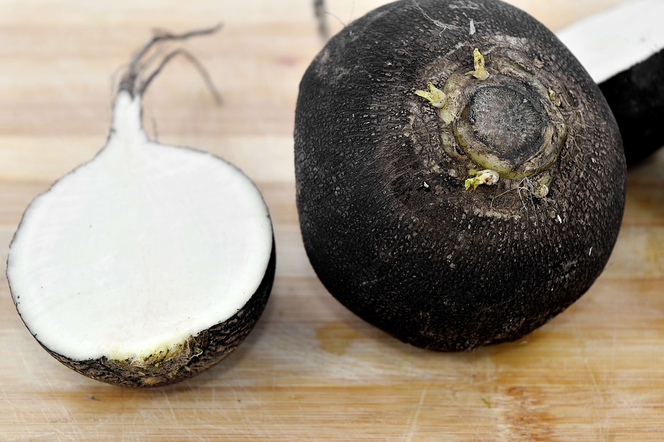 Agriculture black radish