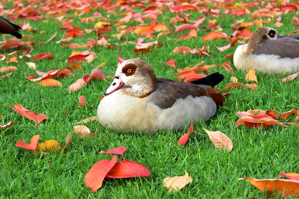 Fall foliage wild bird autumn colours