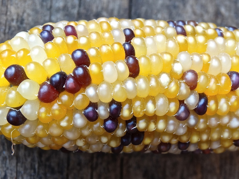 Corn on the cob cereals vegetables