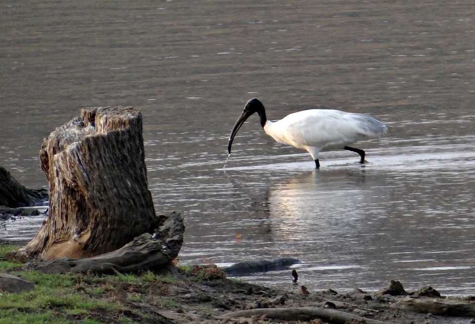 Wader shore bird water bird