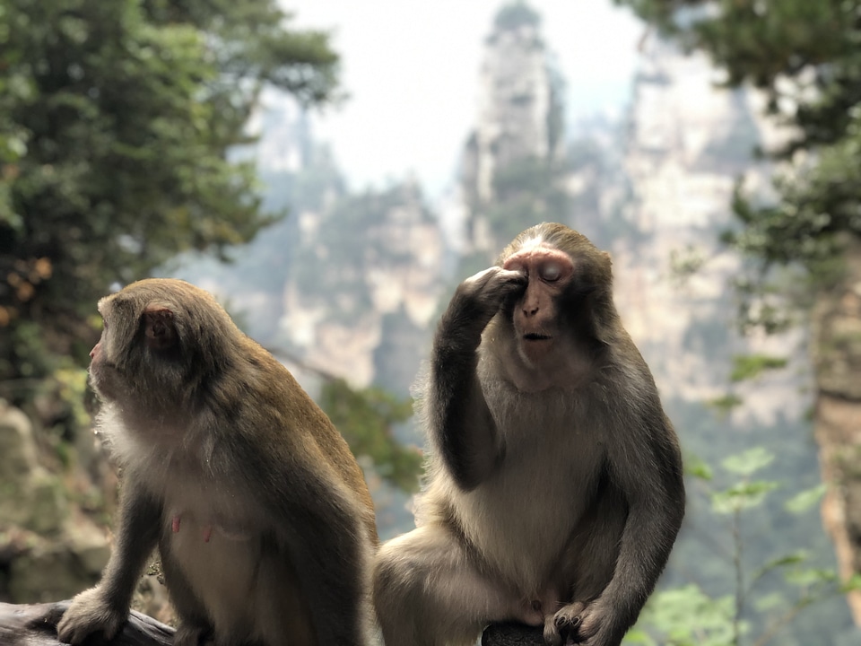 Family macaque monkey