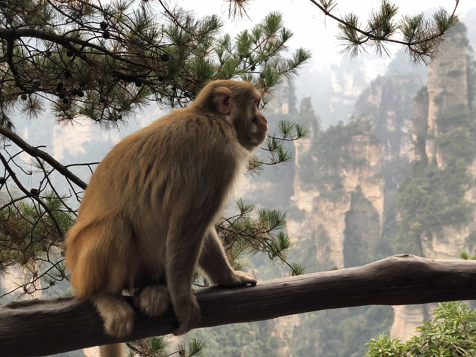 Macaque monkey primate