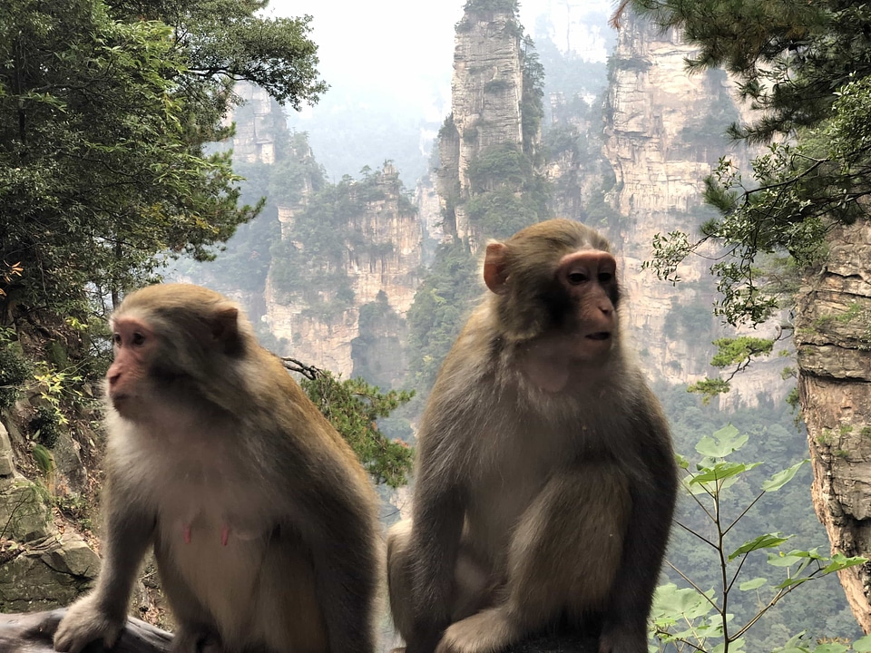 Wildlife wild primate