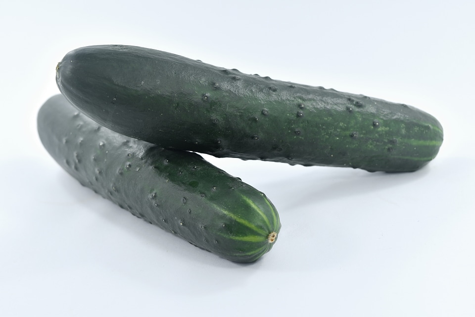 Cucumber fresh organic