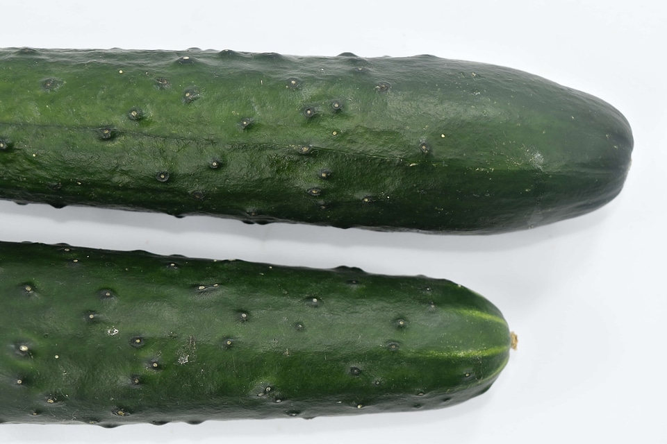 Cucumber culinary green