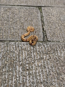 Animal light brown miniature
