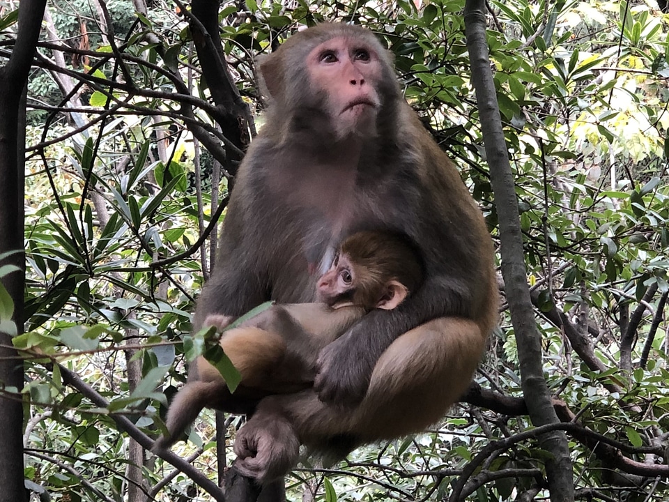 Baby macaque primate
