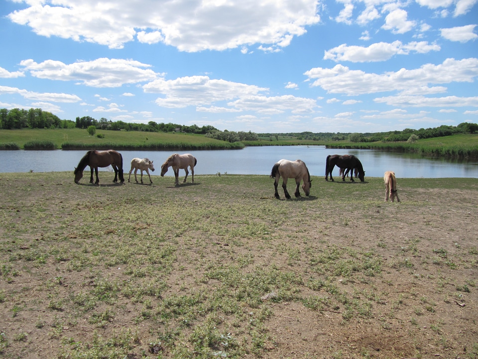 Animal ride gelding