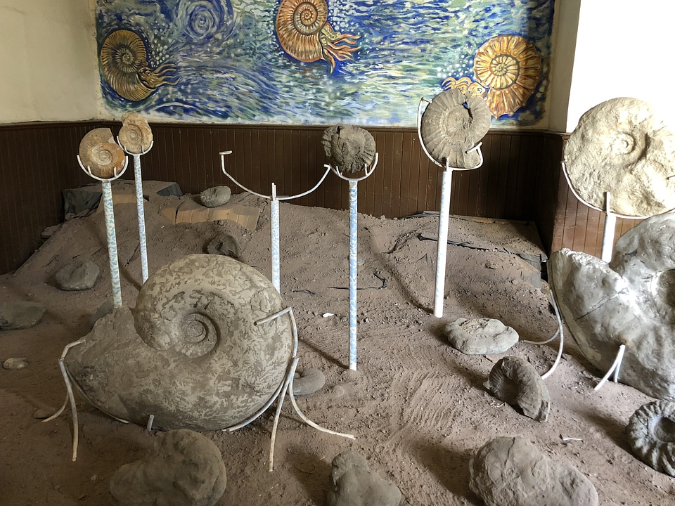 Fossil museum snails
