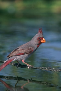 Perched red wildlife photo