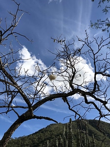 Branches desert plant hilltop