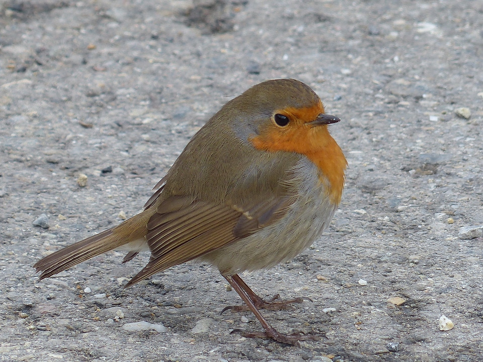 Erithacus rubecula species old world flycatcher
