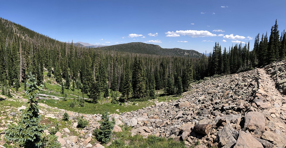 Aspen forest forest trail photo