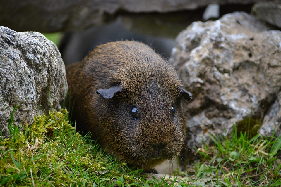 Button eyes smooth hair gray agouti