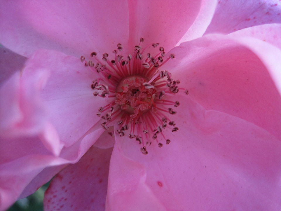 Pink soft delicate