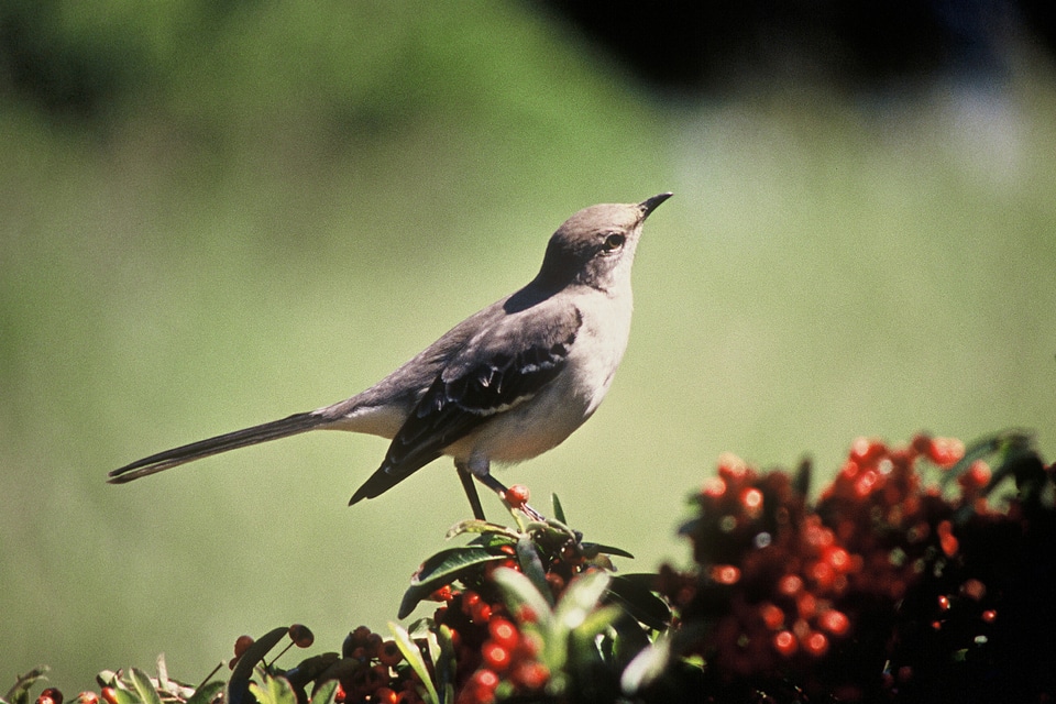 Wildlife nature sing