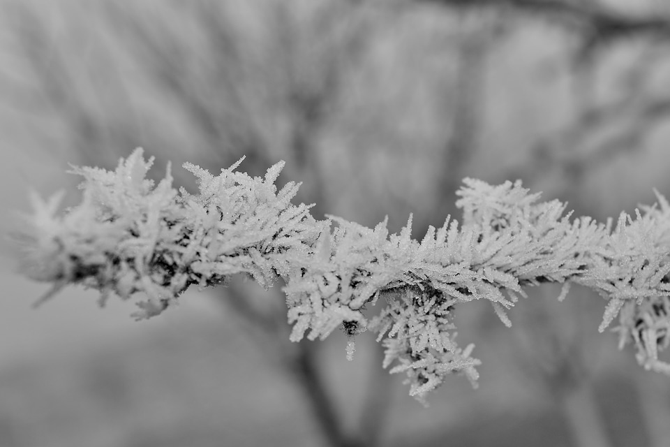 Foggy frosty frozen