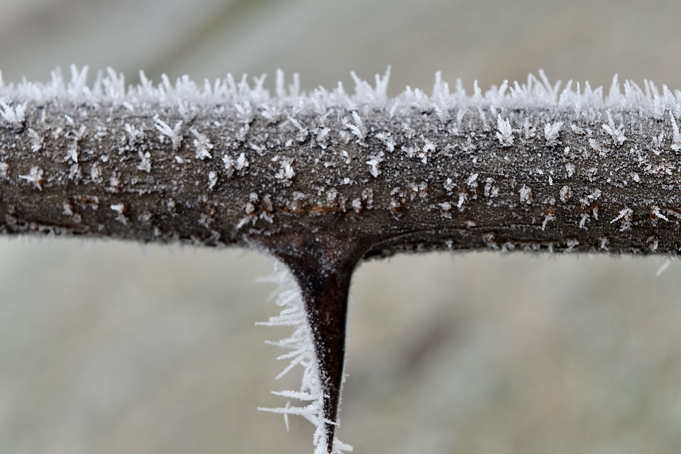 Close-Up detail frost photo