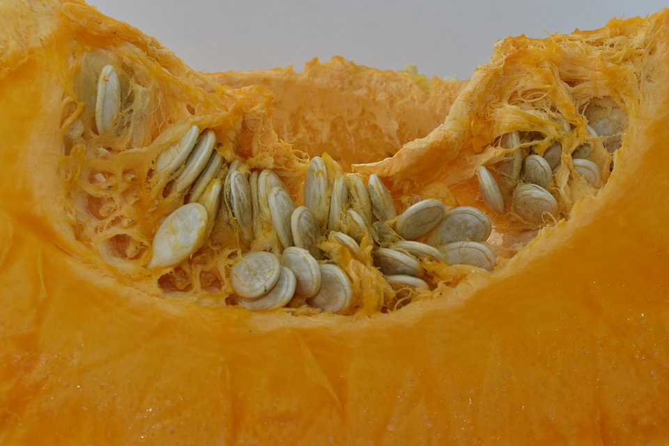 Orange Yellow pumpkin pumpkin seed