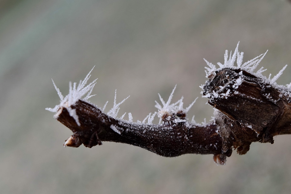 Branch frosty ice crystal
