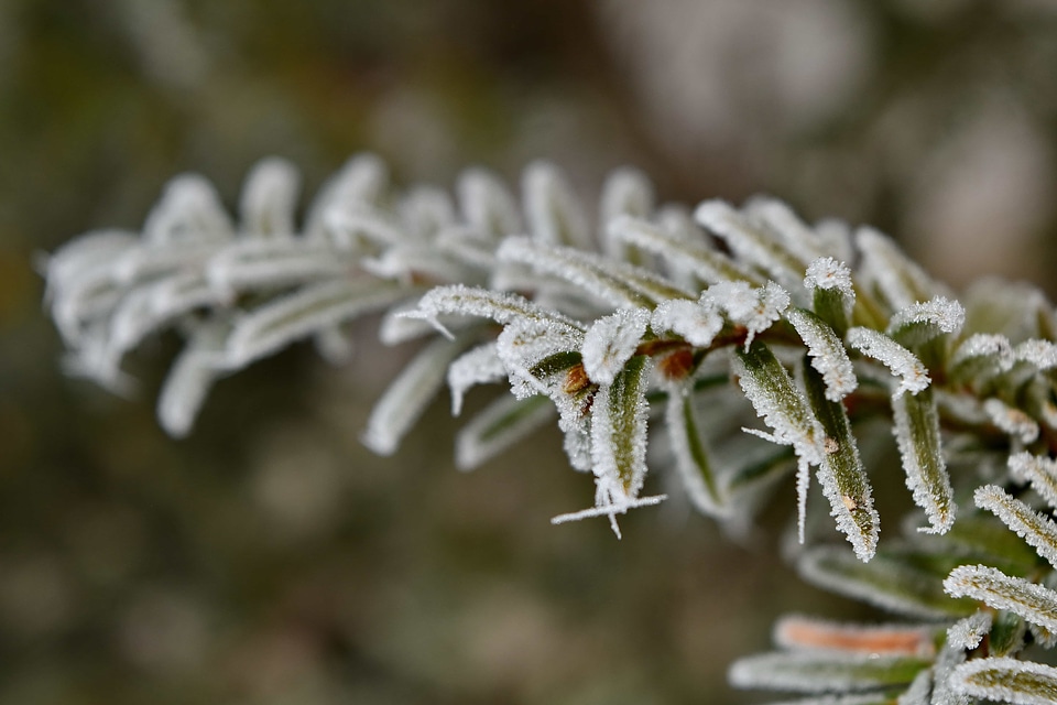 Conifer frost frosty