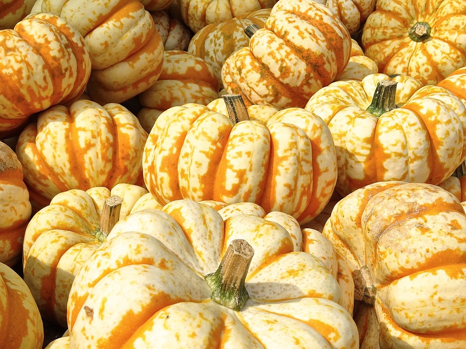 Structure autumn motives pumpkins