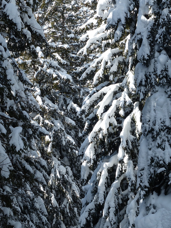 Snowy winter snow