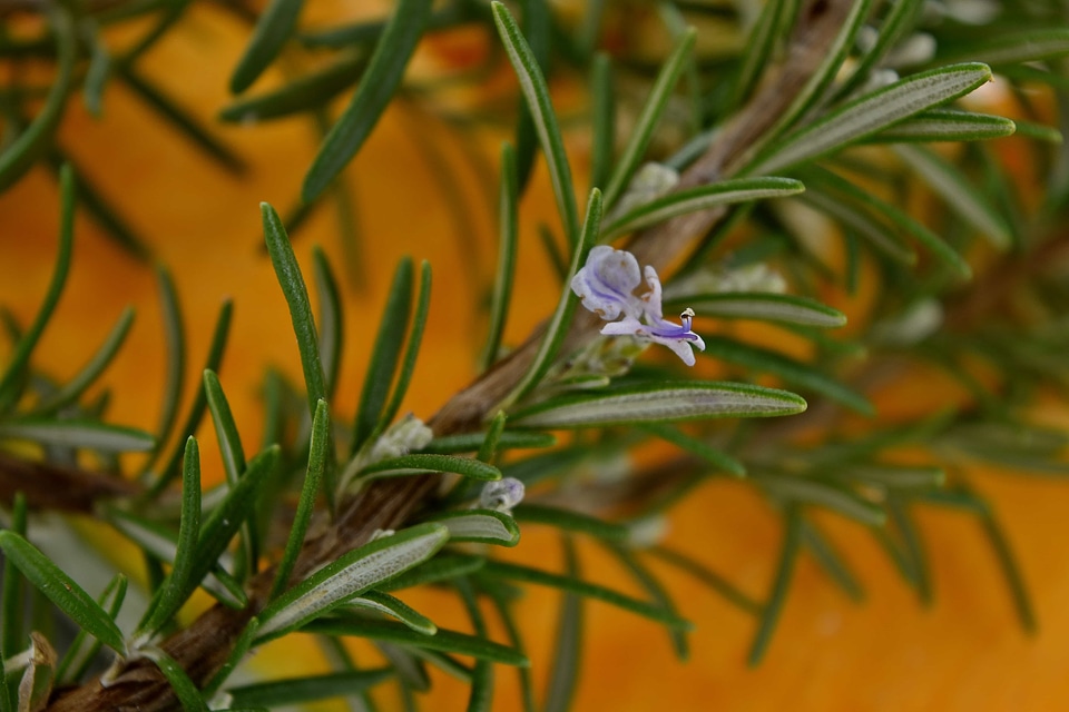 Fragrance rosemary wildflower