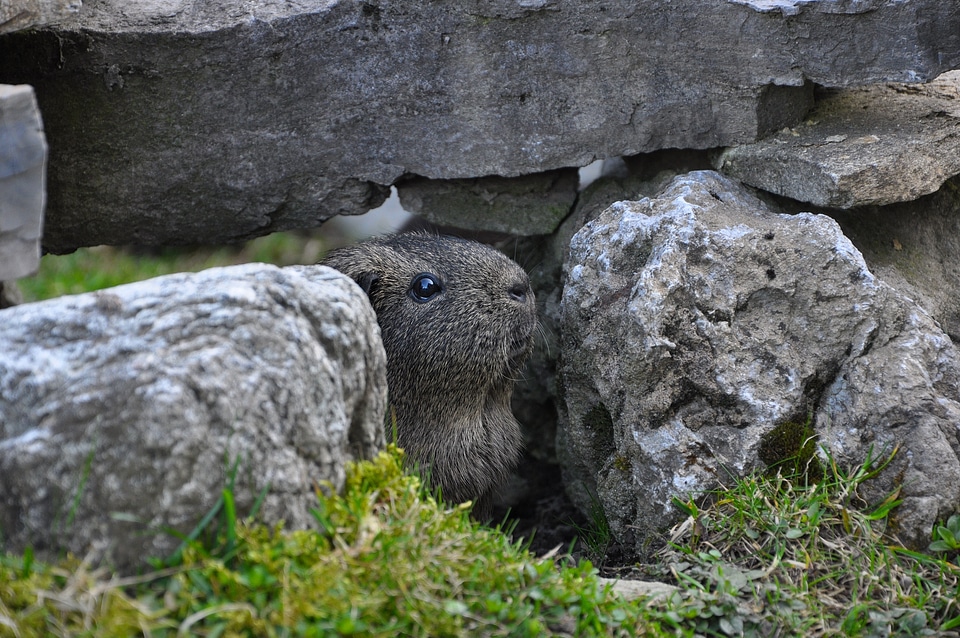 Rock nature lemonagouti