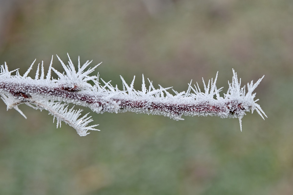 Branch close-up frost photo