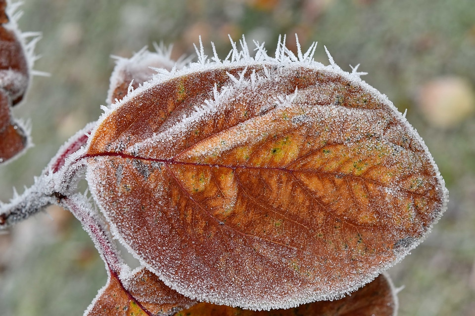 Cold frost frozen