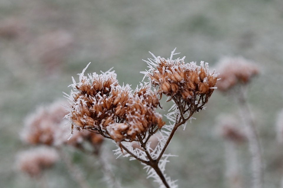 Branches dry season frost