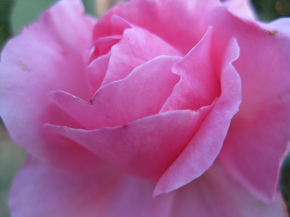 Soft beautiful open