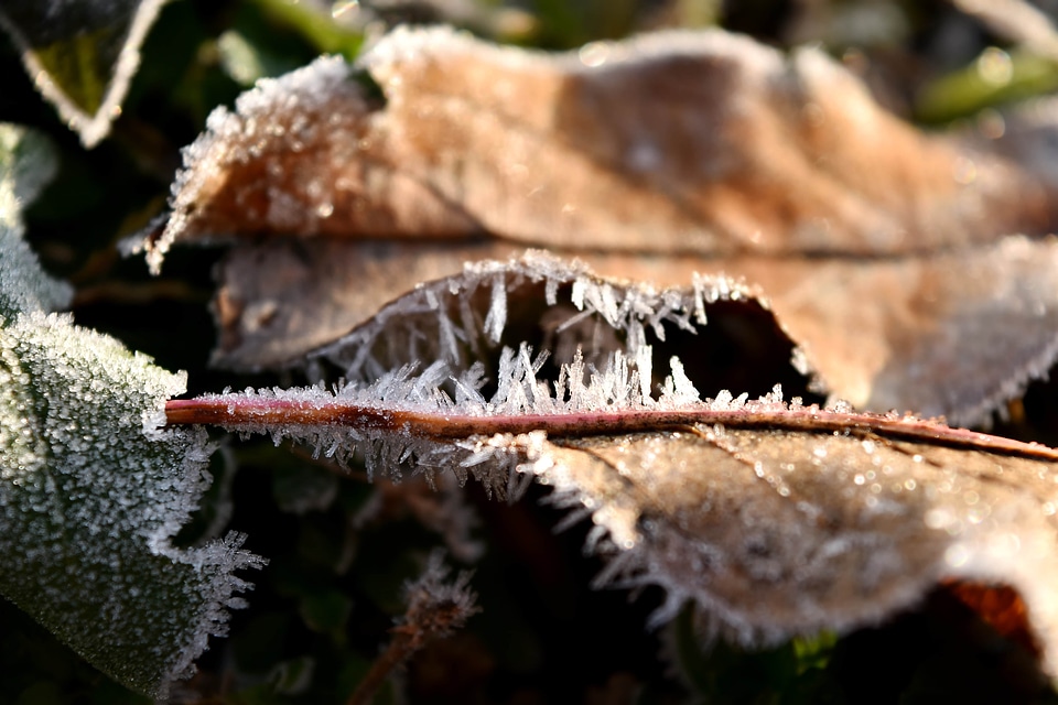 Cold dry frosty photo