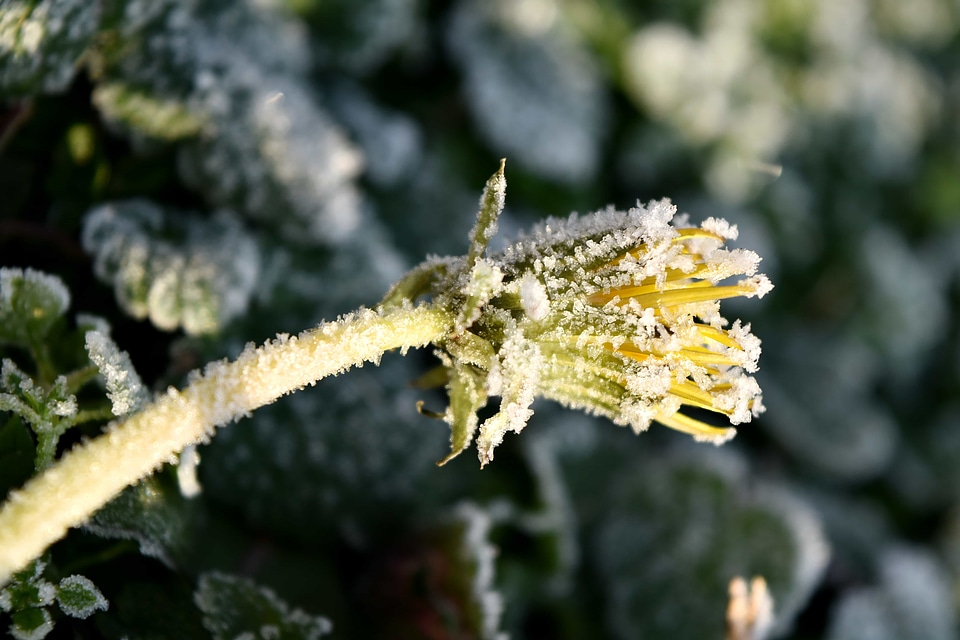 Cold dandelion flower