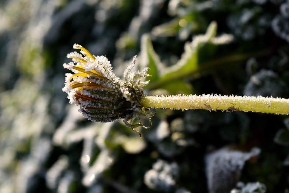 Cold dandelion frost