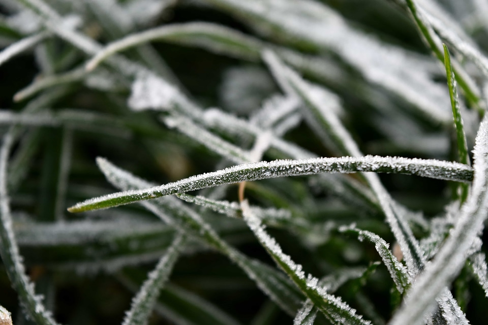 Details frost green grass