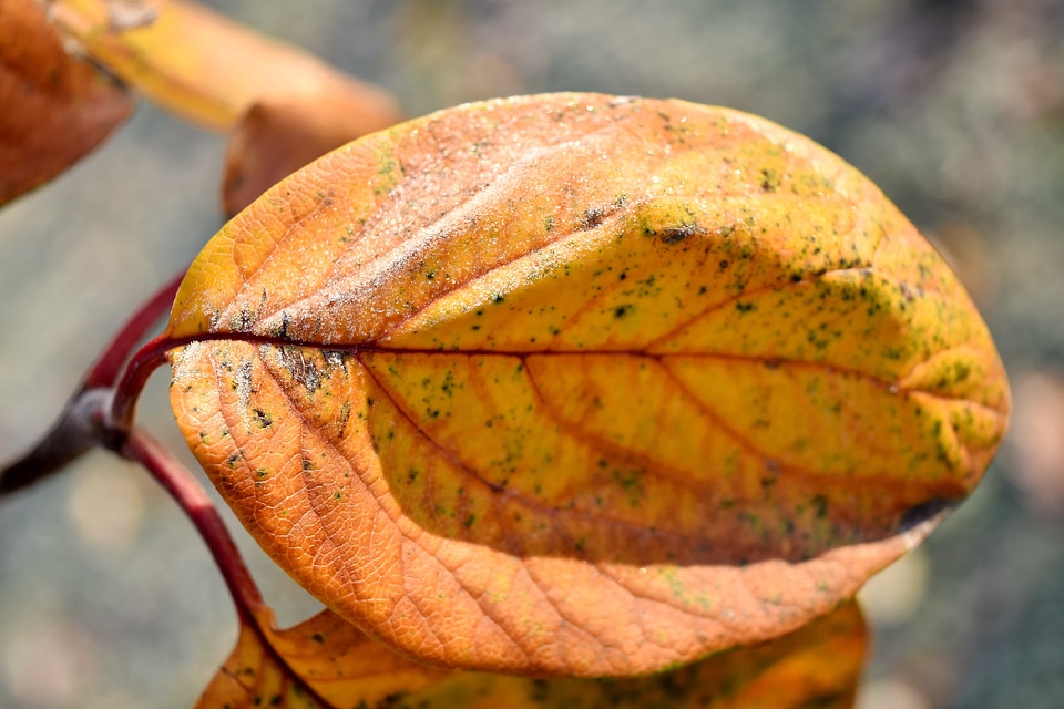 Dry frost leaf photo