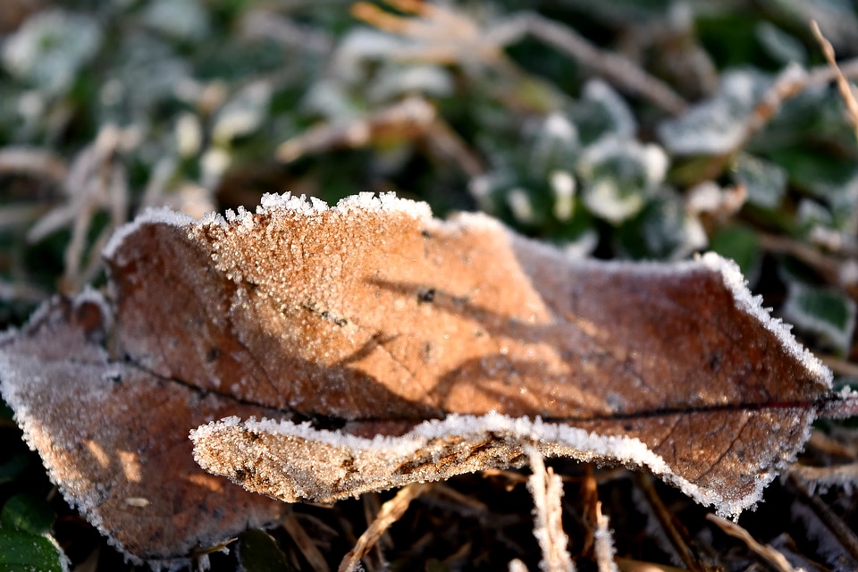 Dry frost green grass photo