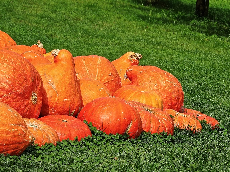 Structure autumn motives pumpkins