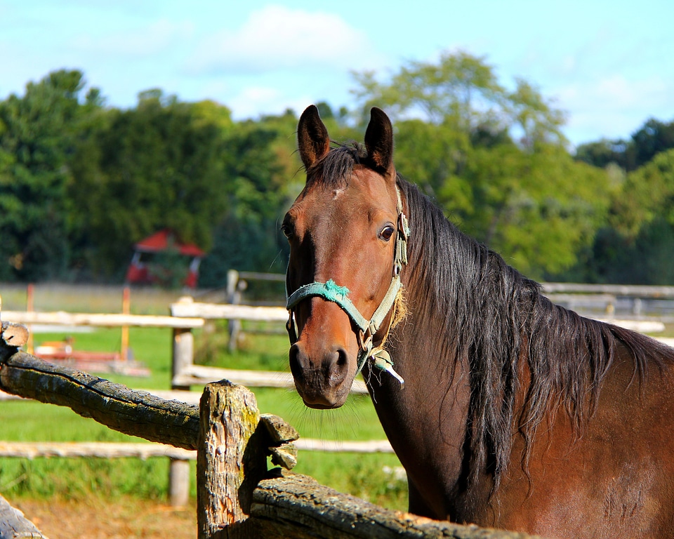 Farm the horse horse head