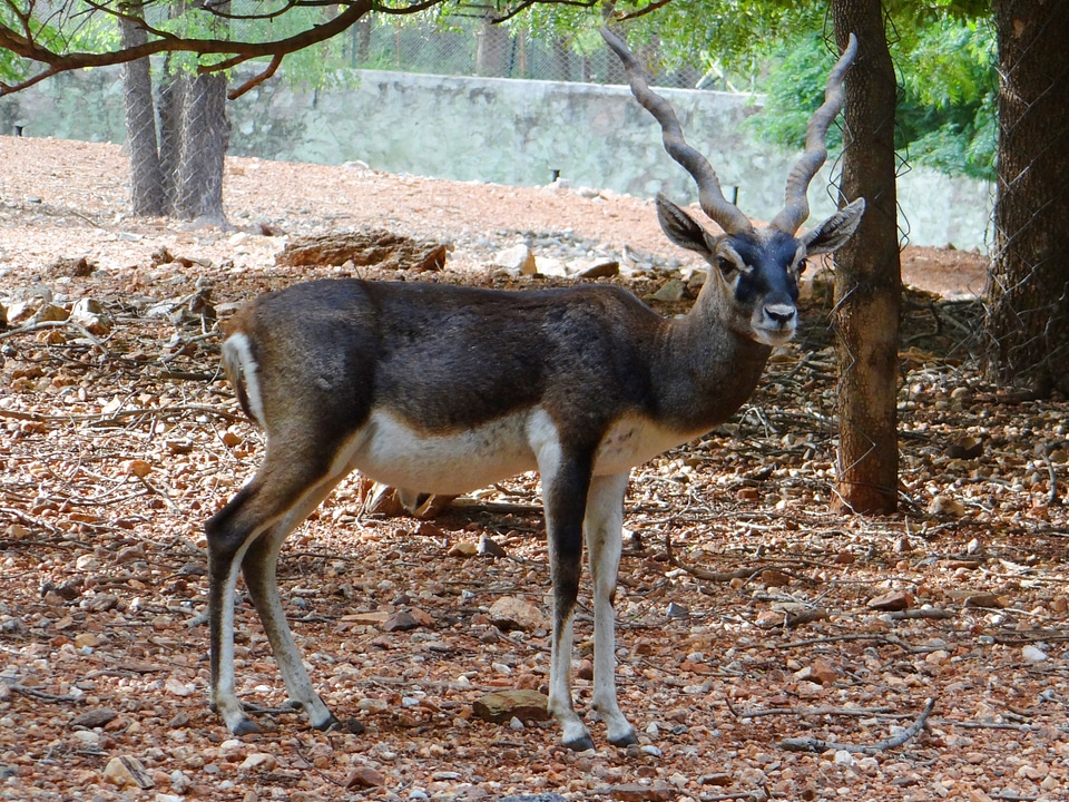 Antelope cervicapra herbivore