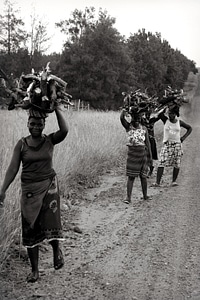 Women carrying wood firewood black and white photo