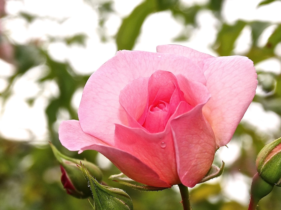 Bud plant nature photo