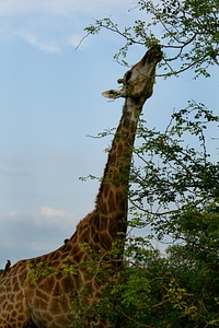 Giraffe eating leaves wildlife safari