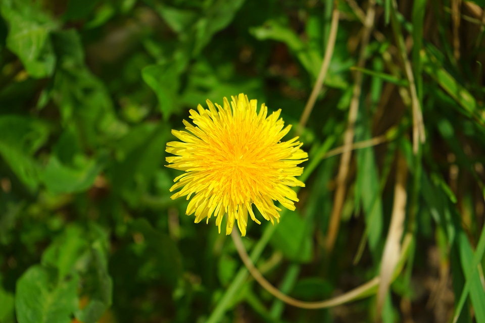 Yellow bloom flower